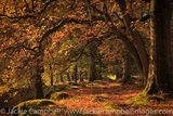 Cloghleagh Woods
