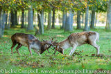 Fallow deer