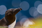 Razorbill bubbles