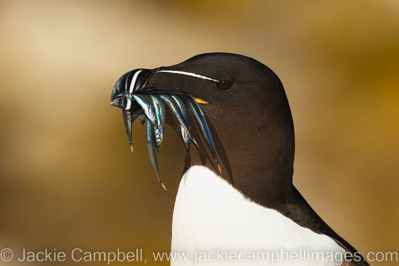 Razorbill with sandeels