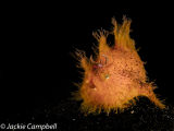 Frogfish