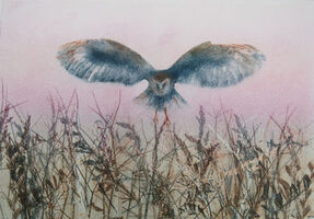 Barn Owl at Dusk
