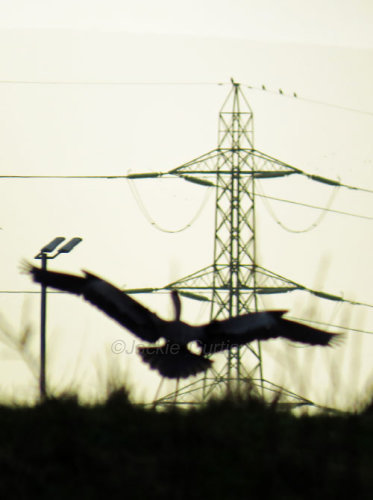 Heron and Pylon