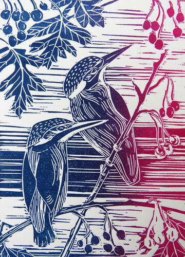 KIngfishers in Hawthorn