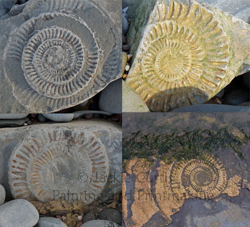 Fossils