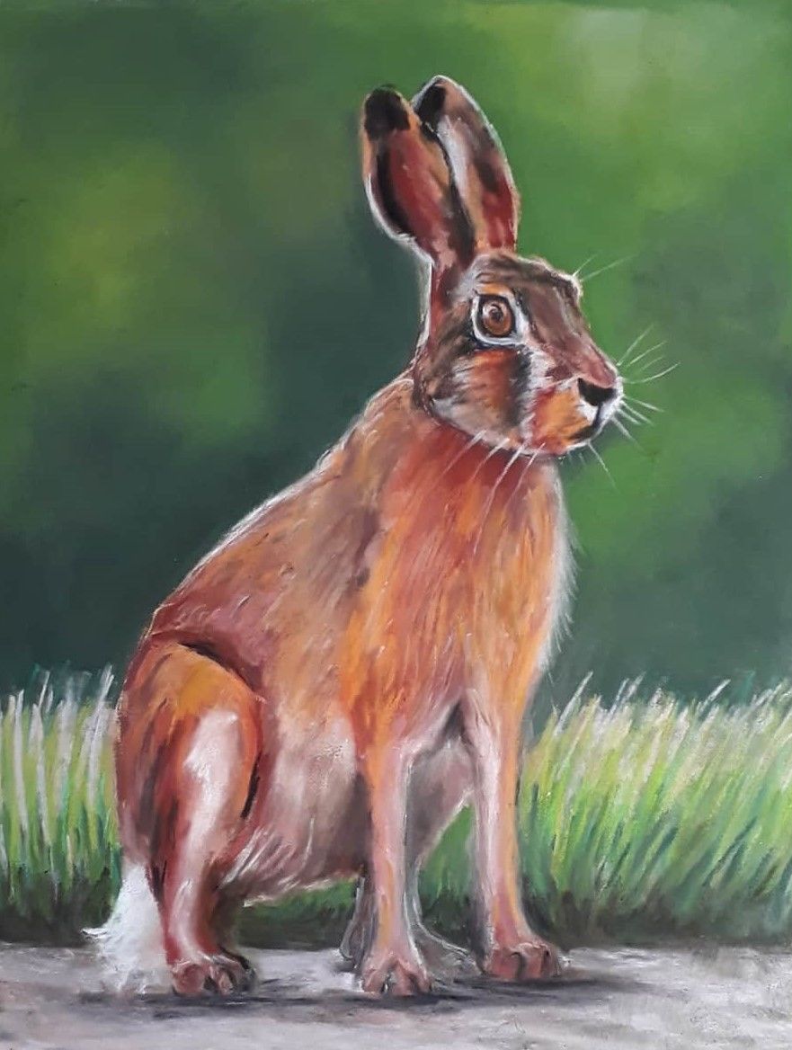 Norfolk hare in lane