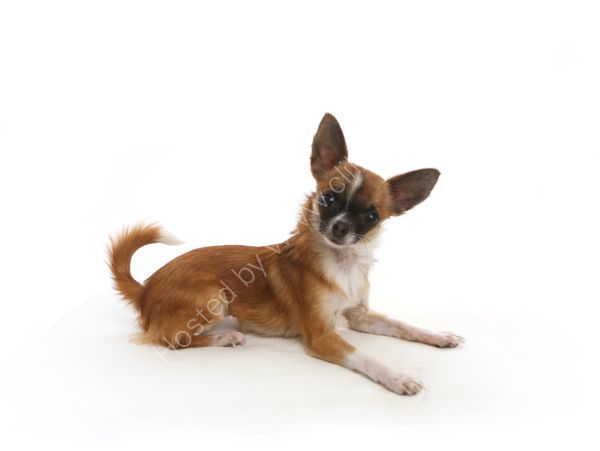 Chic dog