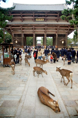 Deer on the Hunt