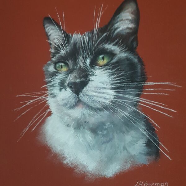 Black and white cat in pastel