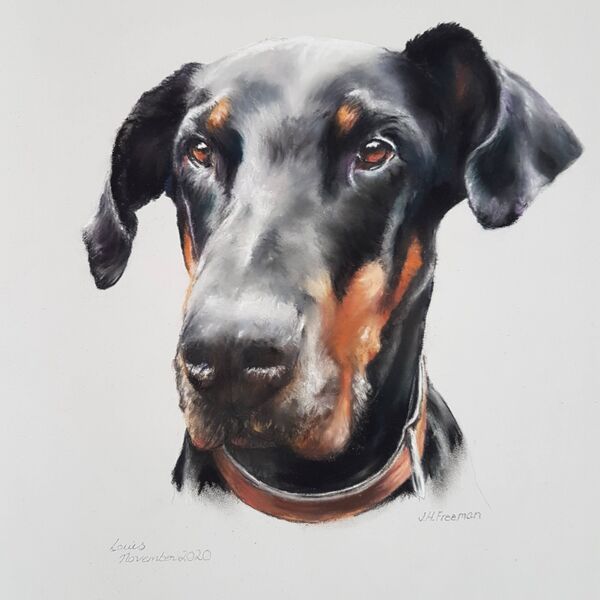 Louis the Doberman in pastel