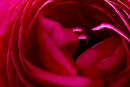 A Rose By Any Other Name