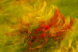 Apple Blossom Buds