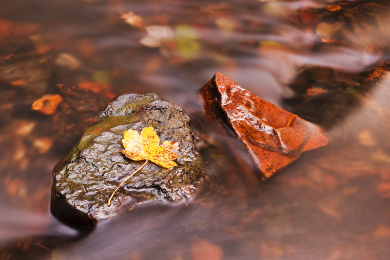 Autumn Stream
