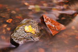 Autumn Stream