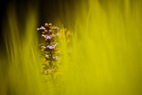 Bugle
