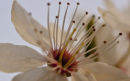 Cherry Blossom