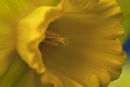 Daffodil I