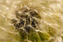 Dandelion I