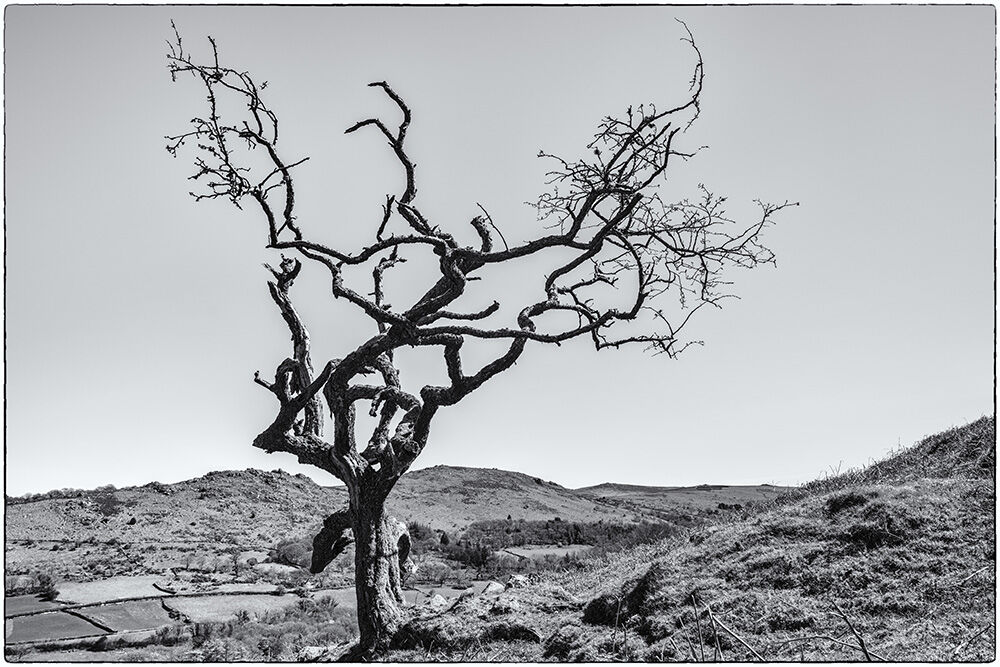 Dartmoor Trees 30