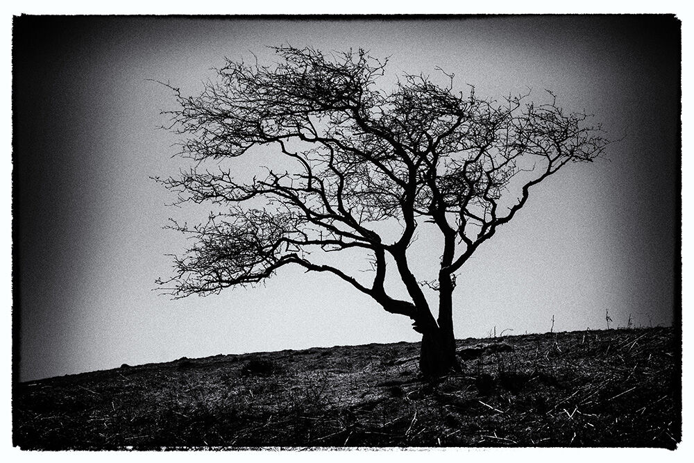 Dartmoor Trees 31