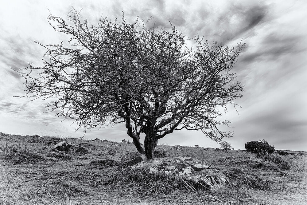 Dartmoor Trees 32