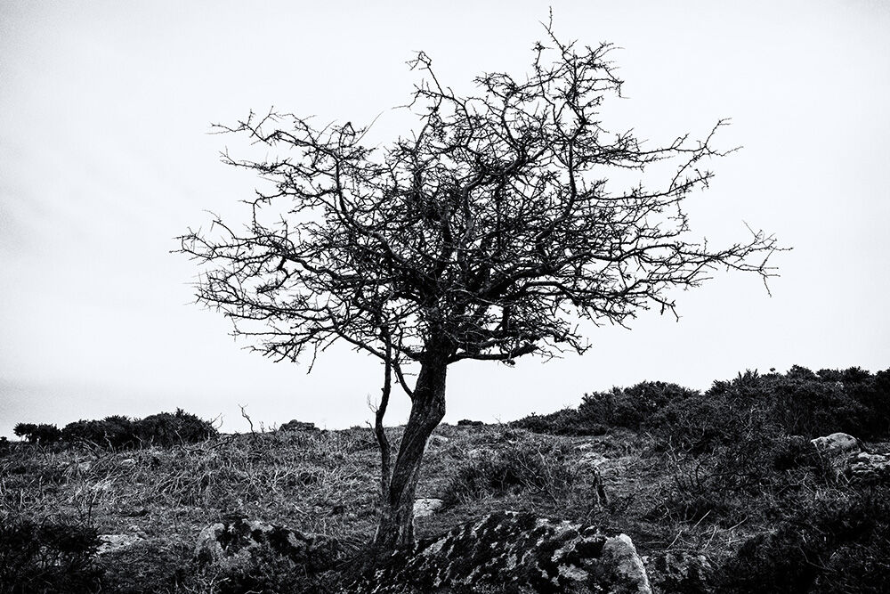 Dartmoor Trees 33