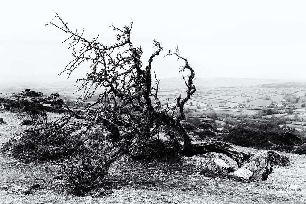 Dartmoor Trees 34