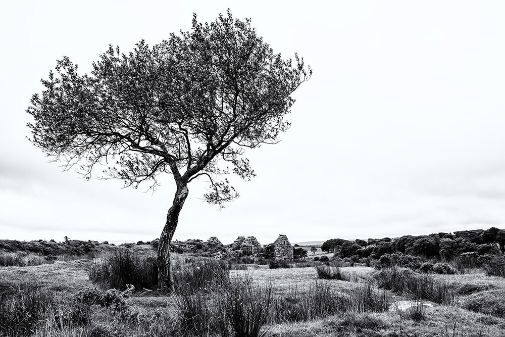 Dartmoor Trees 35