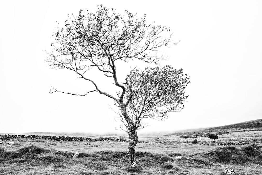 Dartmoor Trees 39
