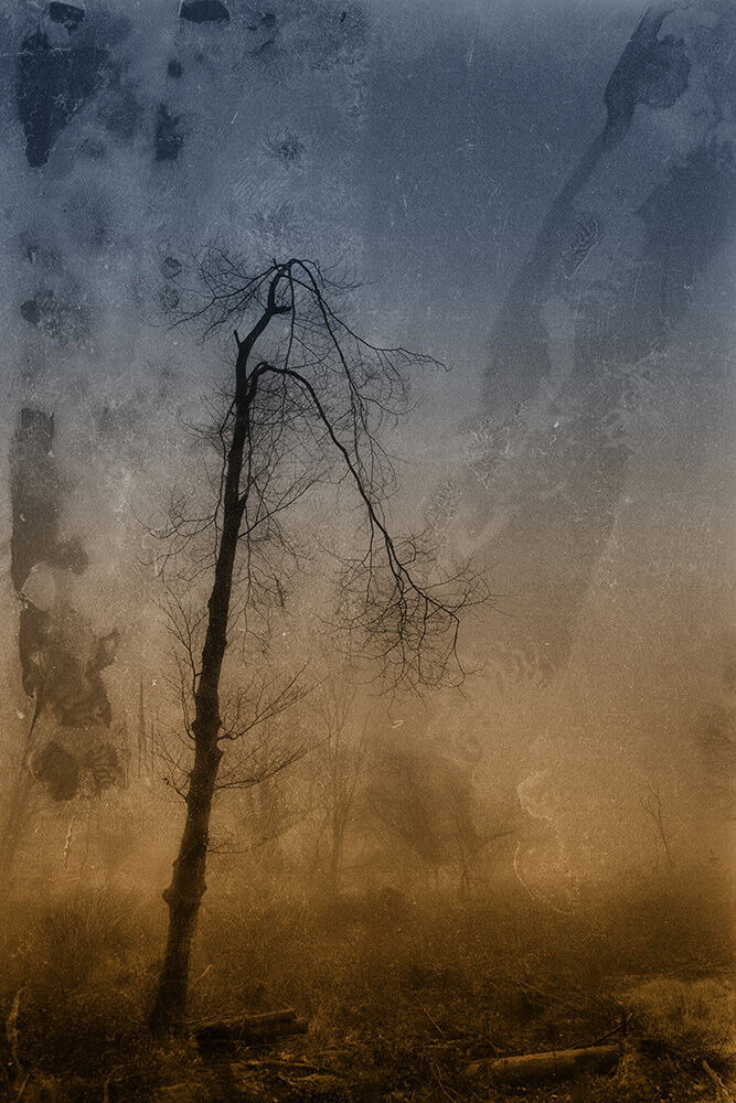 Dreamtree 1