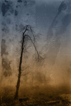 Dreamtree 1