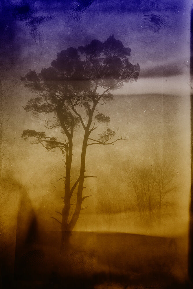 Dreamtree 2