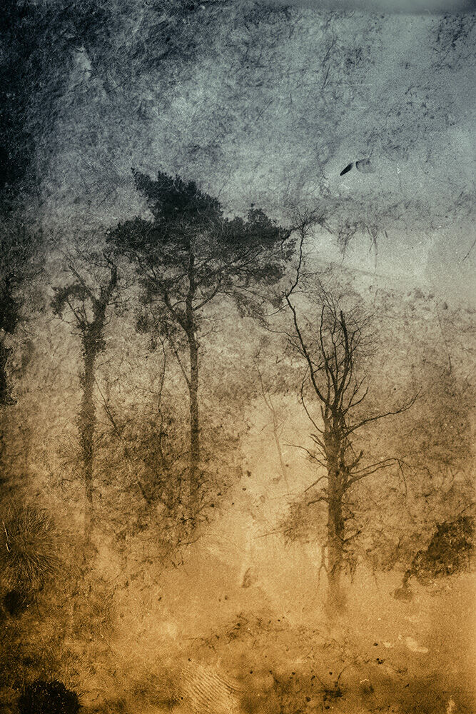 Dreamtree 3