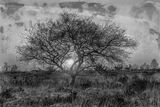 Dreamtree 5
