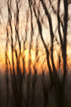 Evening Voices