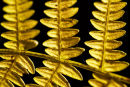 Fern