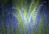 Fern and Bluebells Abstract