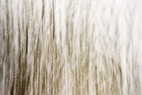 Hedgerow Abstract III
