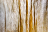Hedgerow Abstract II