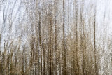 Hedgerow Abstract IV