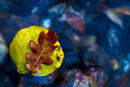 Leaves in the Brook