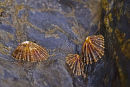 Limpet Family