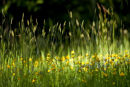 Lying in the Grass II