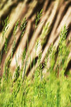 Lying in the Grass I