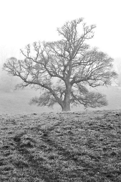 Oak in Mist
