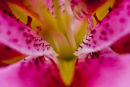 Pink Lily