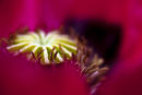 Poppy III