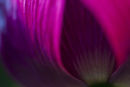 Poppy II