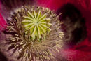 Poppy IV