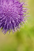 Purple and Green